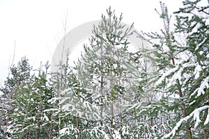 Pine forest in winter during the day in severe frost, Karelia. Snow on the coniferous branches. Frosty sunny weather