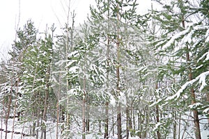 Pine forest in winter during the day in severe frost, Karelia. Snow on the coniferous branches. Frosty sunny weather photo