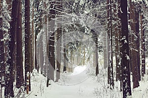 Winter Pine Forest
