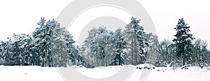 Pine forest in winter panorama landscape