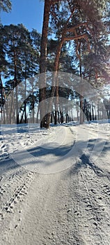 pine forest in winter. winter clear, blue, clear sky. pine branches with snow caps. dirt road, snow rolling. a road in the forest.