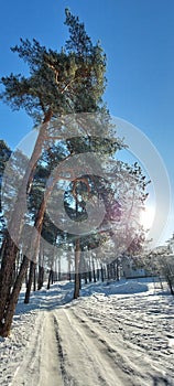 pine forest in winter. winter clear, blue, clear sky. pine branches with snow caps. dirt road, snow rolling. a road in the forest.