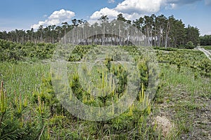 Pine forest, Zahorie, Slovakia, natural scene