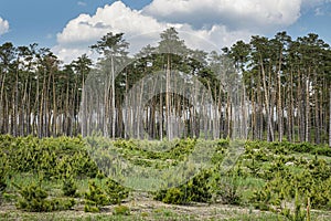 Pine forest, Zahorie, Slovakia, natural scene