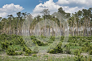 Pine forest, Zahorie, Slovakia, natural scene