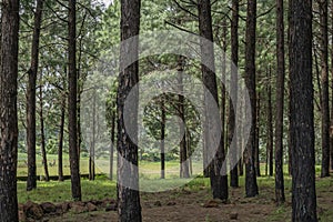 Pine forests near netarhat photo