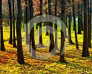 Pine Forests at Sunset