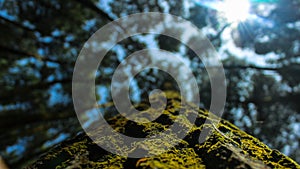 Pine forrest imogiri