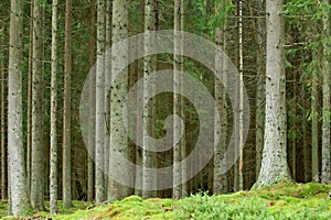 Pine forrest photo