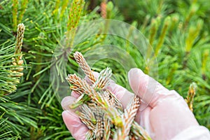 Pine fresh buds broken in  palm of hand on background of green pine.Soft focus.Close up.Ð¡oncept of cutting and forming the crown
