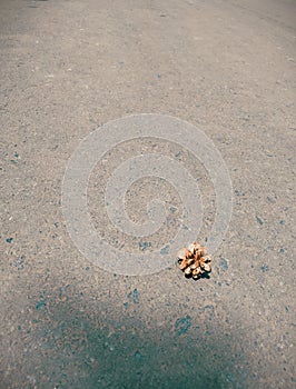 Pine fruit on asphalt