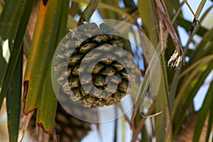 pine fruit Pandanus utilis grows on a tree