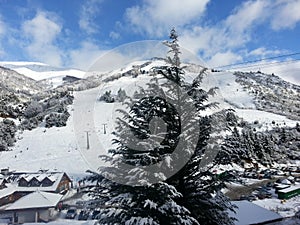 Pine full of snow photo