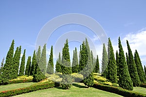 Pine garden,outdoor space