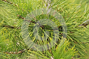 Pine green branch with cones.