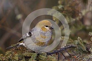 Pine Grosbeak Female   847225