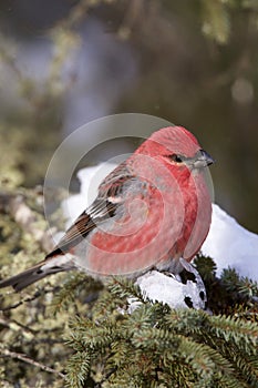 Pine Grosbeak  847211 photo