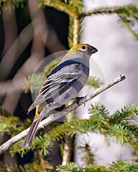 Pine Grosbeak Photo and Image. Grosbeak female perched on a branch with a blur forest background in its environment and habitat