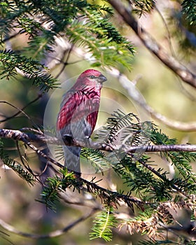 Pine Grosbeak Photo and Image. Male front view perched on a coniferous tree branch displaying red plumage feather in its