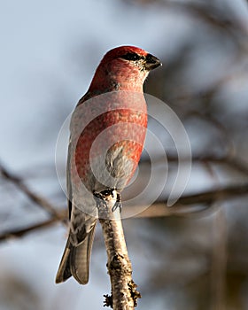 Pine Grosbeak Stock Photo. Close-up profile view, perched  with a blur background in its environment and habitat displaying red