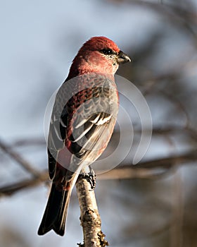 Pine Grosbeak Stock Photo. Close-up profile view, perched with a blur background in its environment and habitat displaying red