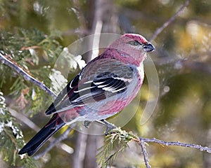 Pine Grosbeak Stock Photo. Close-up profile view, perched  with a blur background in its environment and habitat. Image. Picture.