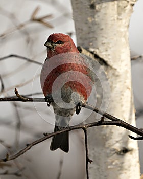 Pine Grosbeak Stock Photo. Pine Grosbeak close-up profile view, perched  with a blur background in its environment and habitat.