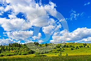 pine grove on a hill on a sunny summer day