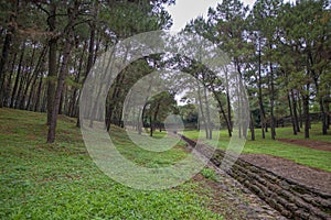 A pine grove at the Tu Duc Tomb, Hue, Vietnam