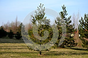 Pine has pleasantly soft long needles of light green color with a blue-green tinge. The natural shape is erect, the growth in yout