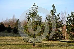 Pine has pleasantly soft long needles of light green color with a blue-green tinge. The natural shape is erect, the growth in yout photo