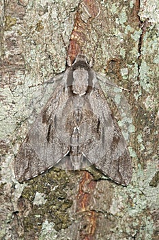 Pine Hawk-moth (Sphinx pinastri)