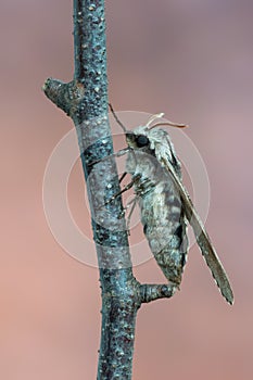 Pine hawk-moth - Sphinx pinastri