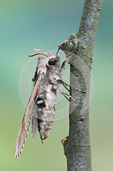 Pine hawk-moth - Sphinx pinastri