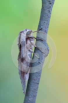 Pine hawk-moth - Sphinx pinastri