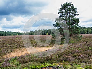 Pine in the heathland