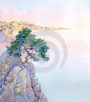 Pine on a high rocky cliff above the sea