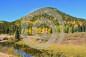 A Pine Hill Peppered with Golden Aspens near Stream photo