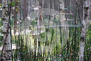 Pine horsetail forest covered by spider webs. Karakansky Bor, Siberia, Russia