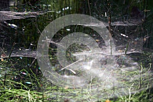 Pine horsetail forest covered by spider webs. Karakansky Bor, Siberia, Russia