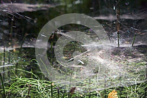 Pine horsetail forest covered by spider webs. Karakansky Bor, Siberia, Russia