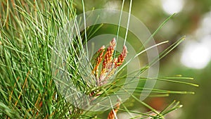 Pine inflorescence or young cones with green succulent needles on a branch