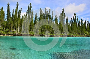 Pino isola naturale piscina da laguna 
