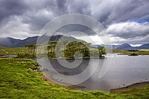 Pine Island, Connemara National Park