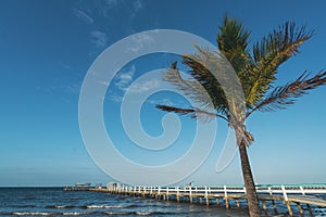 PINE ISLAND, FLORIDA - JAN 17, 2020. Windy palm tree in front of Bokeelia Pier