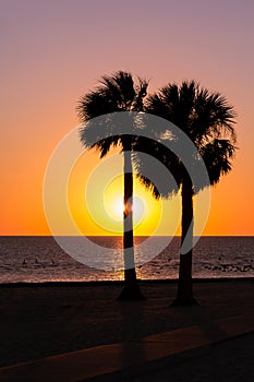 Pine Island florida, Palm tree sunset silhouette