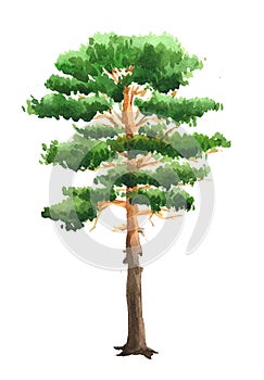 Pine isolated on a white background