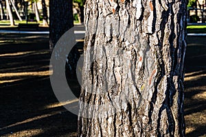 Pine with its bark in the sun at the end of winter in the forest