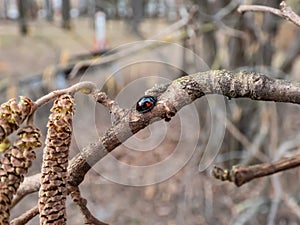 The pine ladybird or pine lady beetle - Exochomus quadripustulatus - walking on a branch of a hazel tree in spring. Elytra are