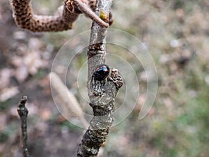 The pine ladybird or pine lady beetle - Exochomus quadripustulatus - walking on a branch of a hazel tree in spring. Elytra are